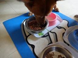 カナガンペットフードを食べるミックス犬