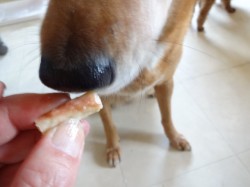 歯磨きガムを食べる中型犬