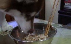 納豆食べる犬